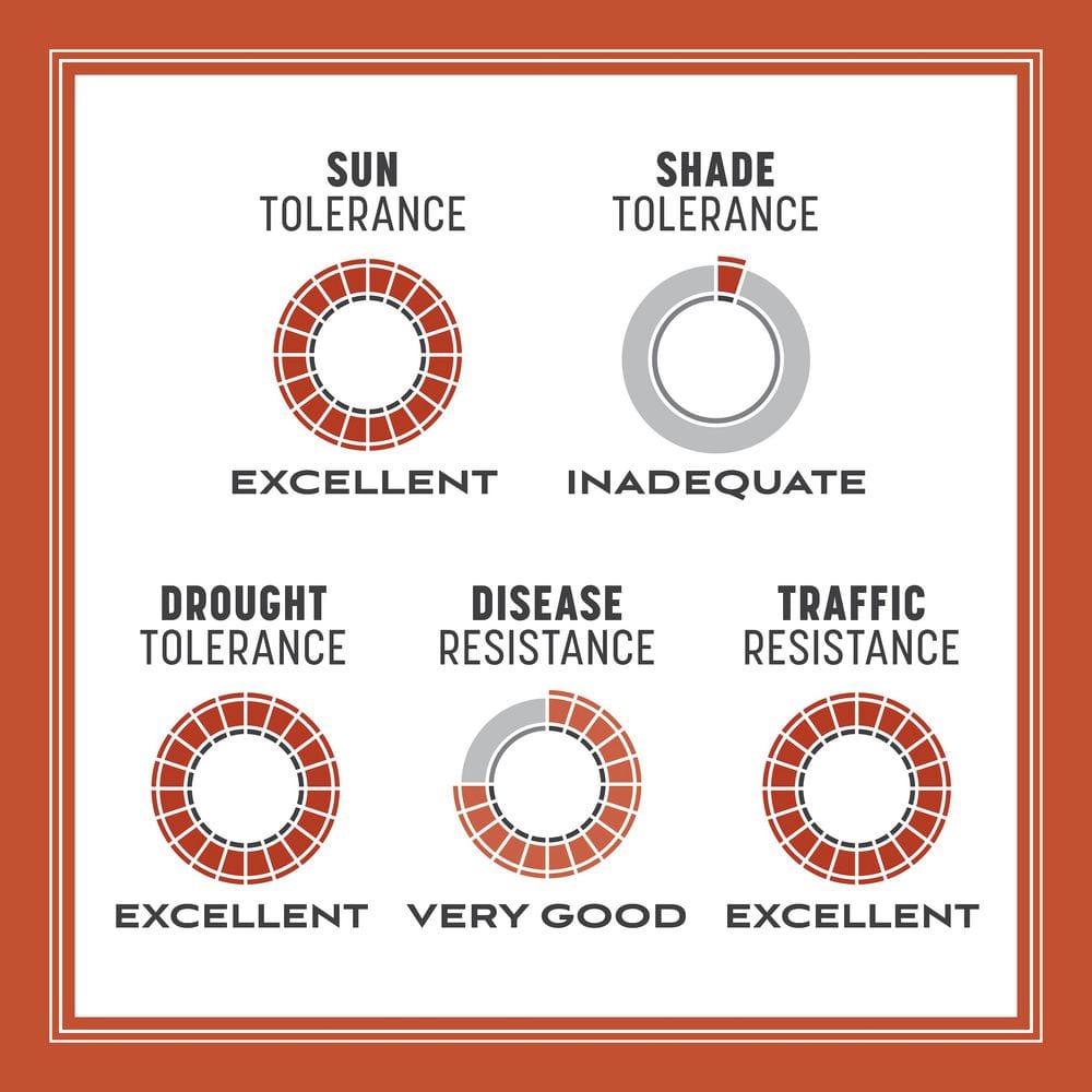 15 lbs. Bermudagrass Grass Seed - Hercitys