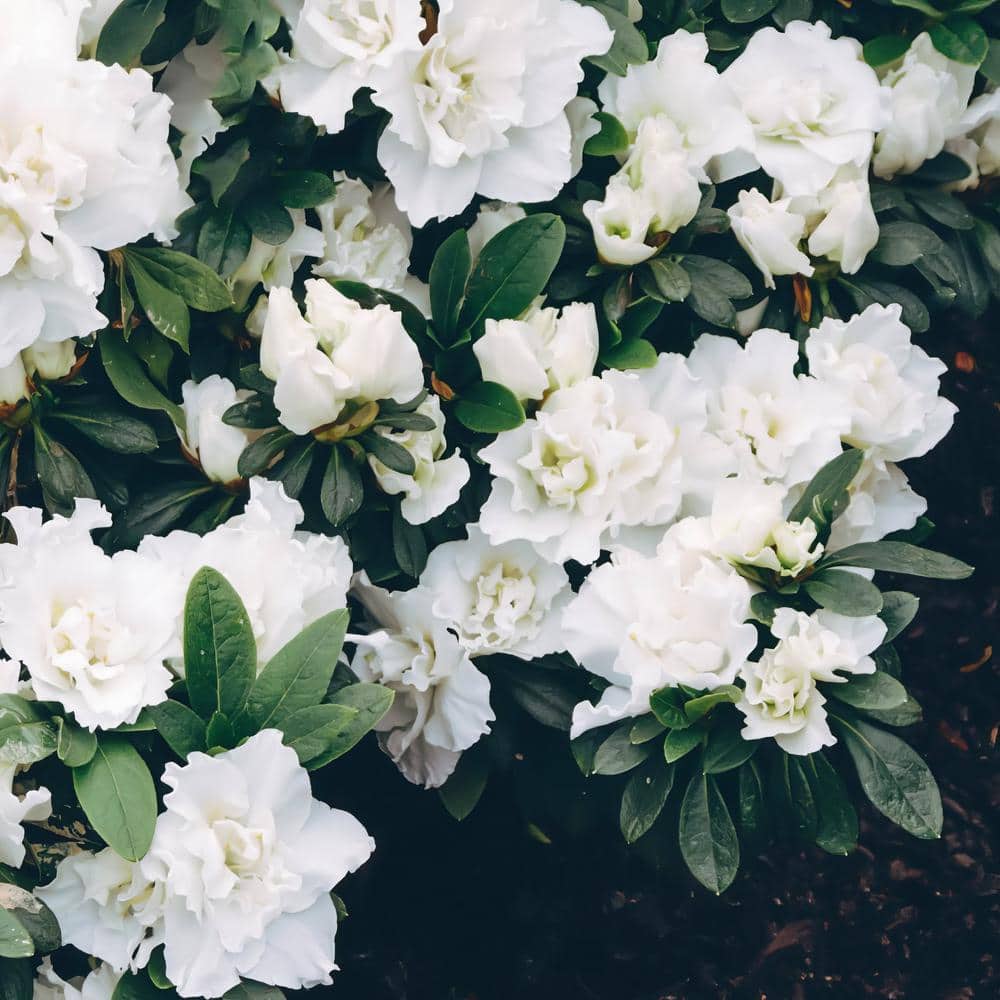 2.25 Gal. Azalea Hardy Gardenia Flowering Shrub with White Blooms - Hercitys