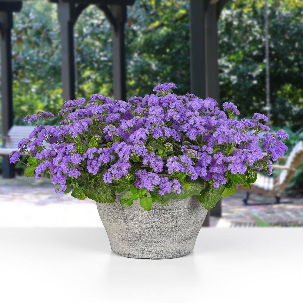 3.25 in. Ageratum Monarch Magic Floss Flower Perennial Plant with Purple Flowers (3-Pack) - Hercitys