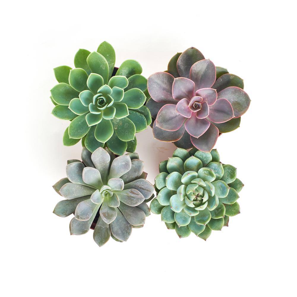 4 in. Rosette Succulent Collection Succulent (Collection of 4) - Hercitys