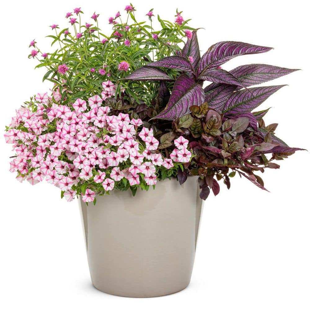 4.5 in. Qt. Persian Shield (Strobilanthes Dyerianus) Live Annual Plant with Purple Foliage - Hercitys