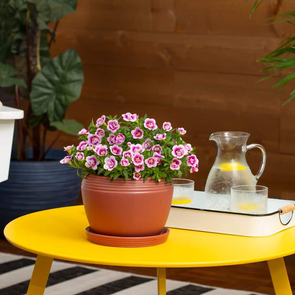 2 qt. Calibrachoa Million Bells Superbells Double Smitten Pink Annual Plant (3-Pack) - Hercitys