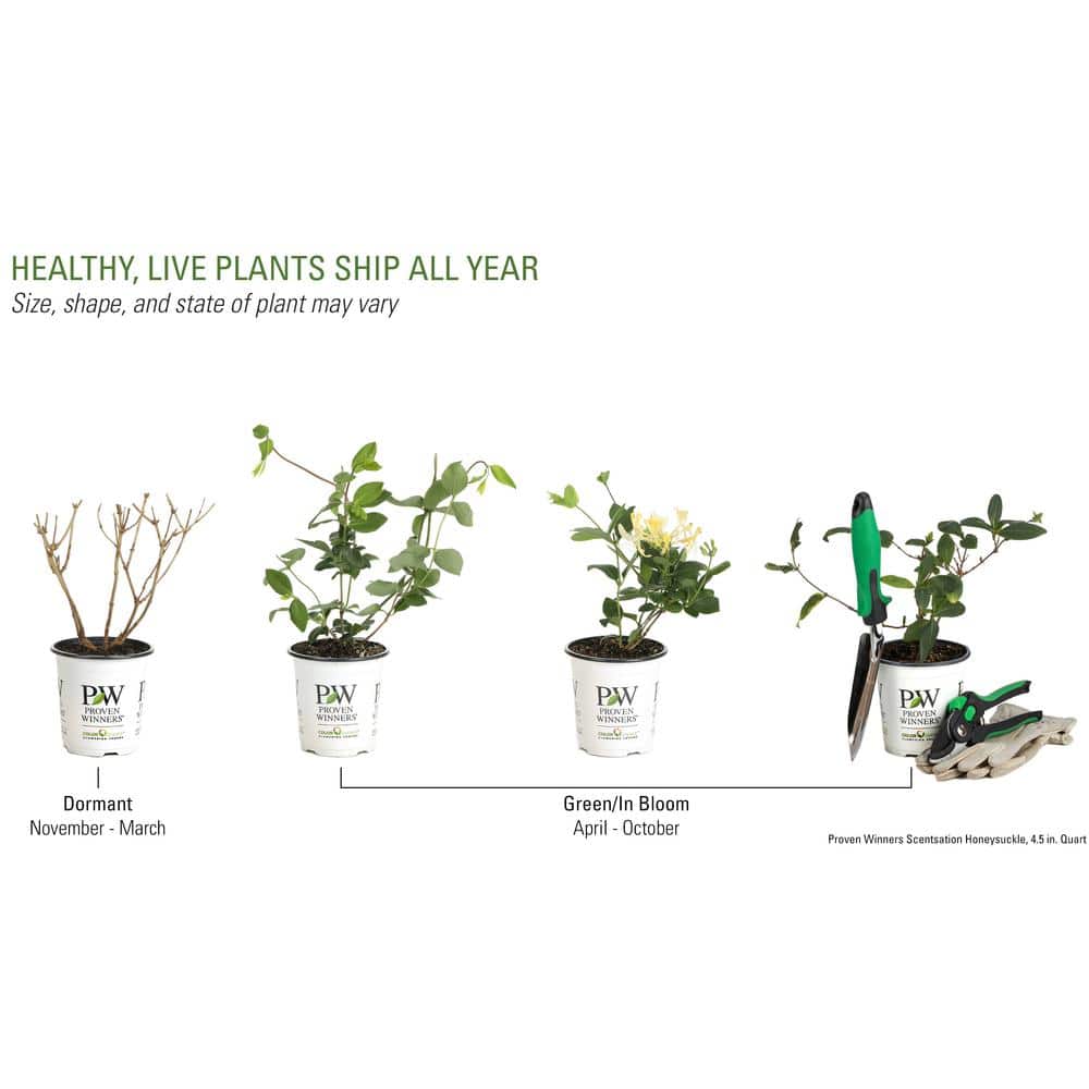 4.5 in. Qt. Scentsation Honeysuckle (Lonicera) Live Vine Shrub with Yellow Flowers and Red Berries - Hercitys