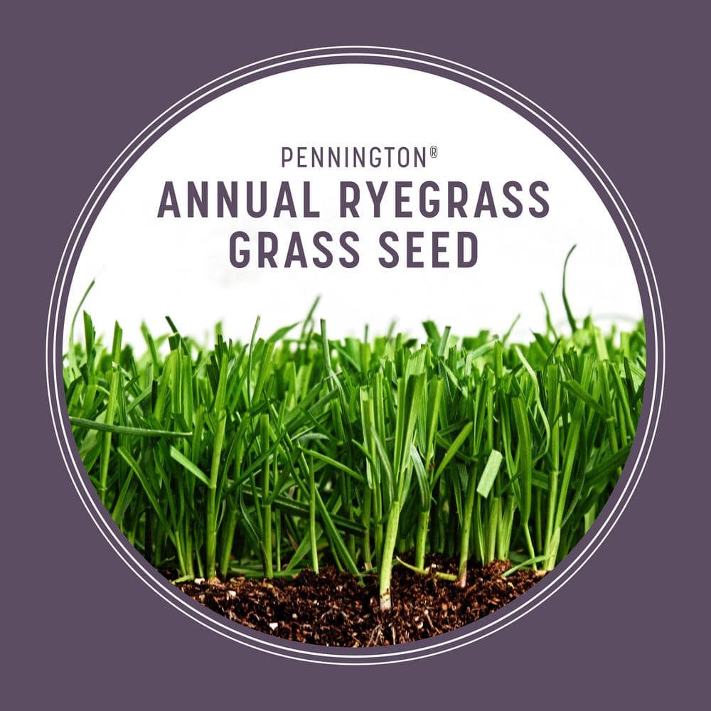 50 lbs. Annual Ryegrass Grass Seed (2-Pack) - Hercitys