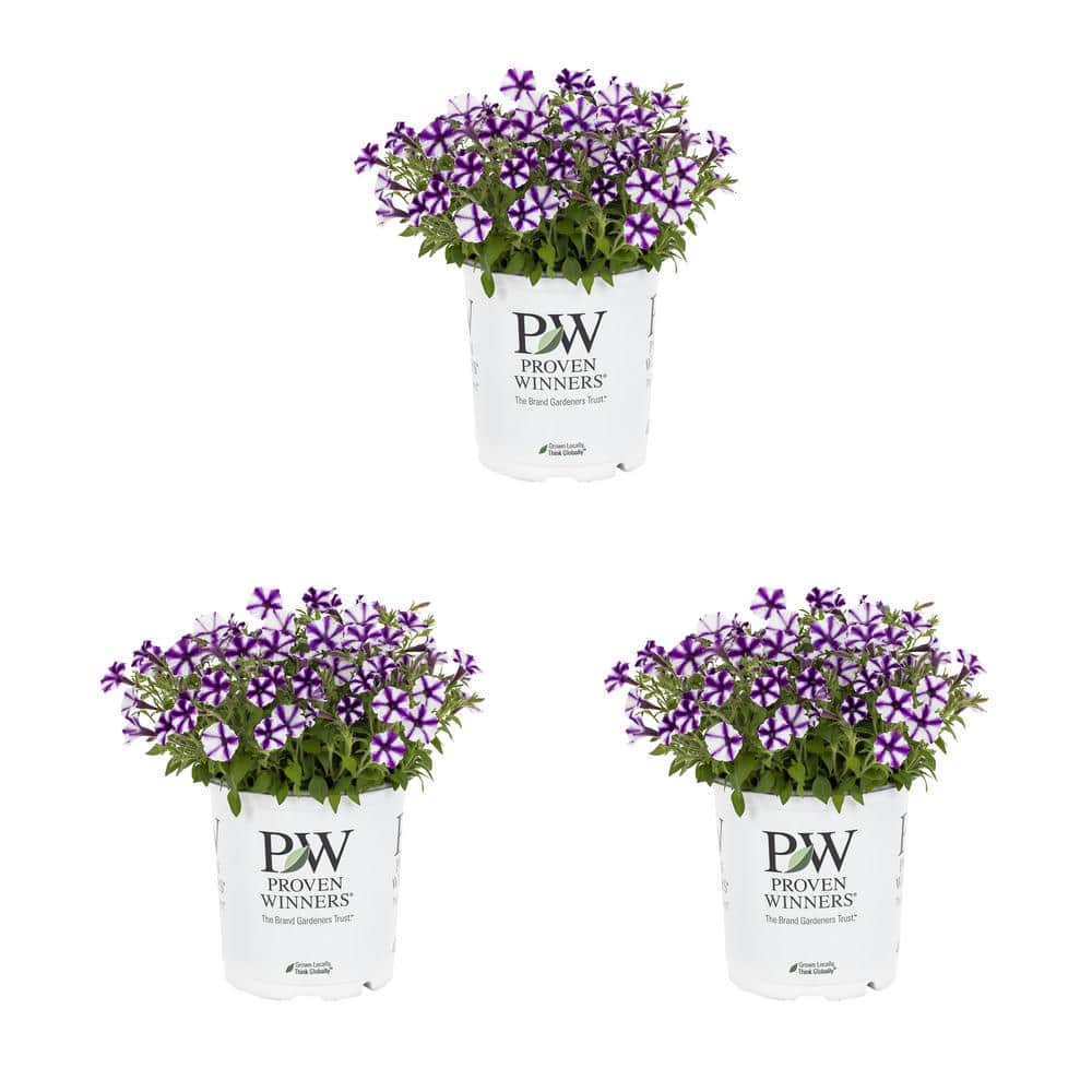 2.5 Qt. Proven Winners Petunia Supertunia Mini Vista Violet Star Purple and White Bicolor Annual Plant (3-Pack) - Hercitys