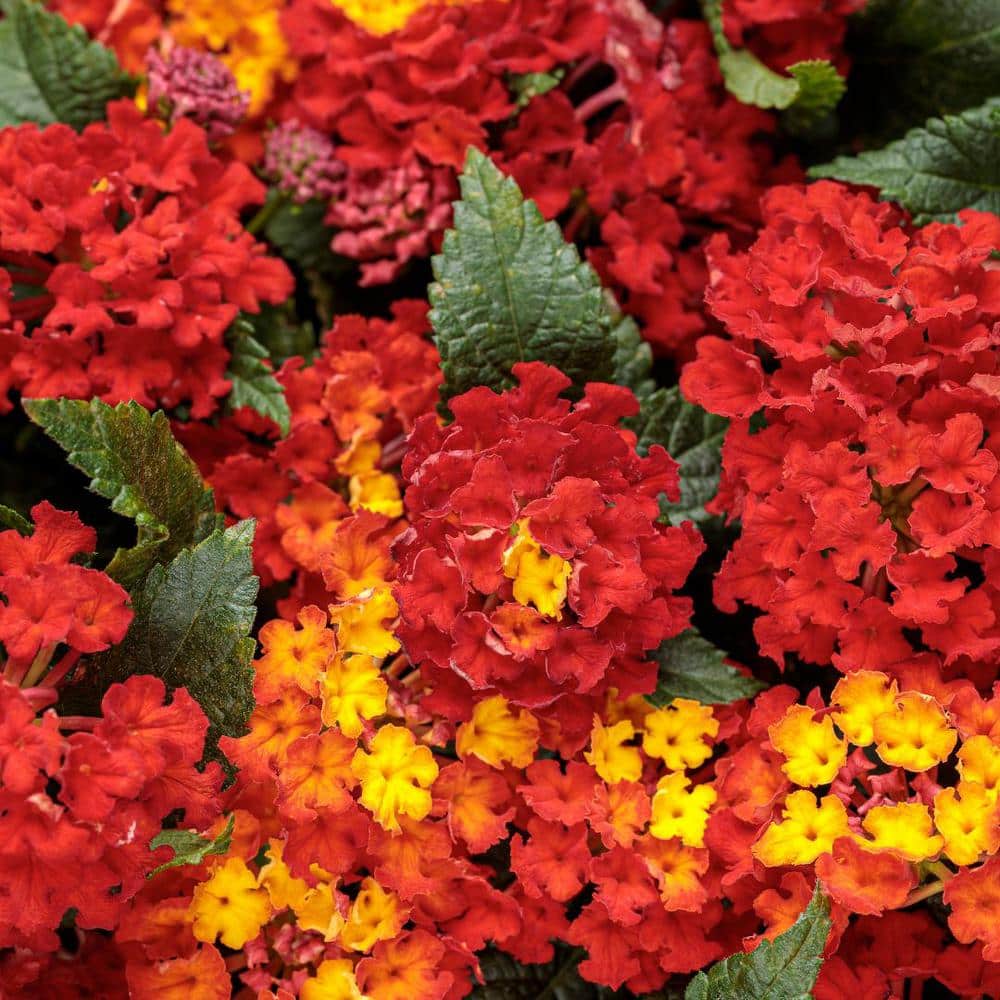 4.25 in. Eco+Grande Luscious Royale Red Zone (Lantana) Live Plant, Red Flowers (4-Pack) - Hercitys