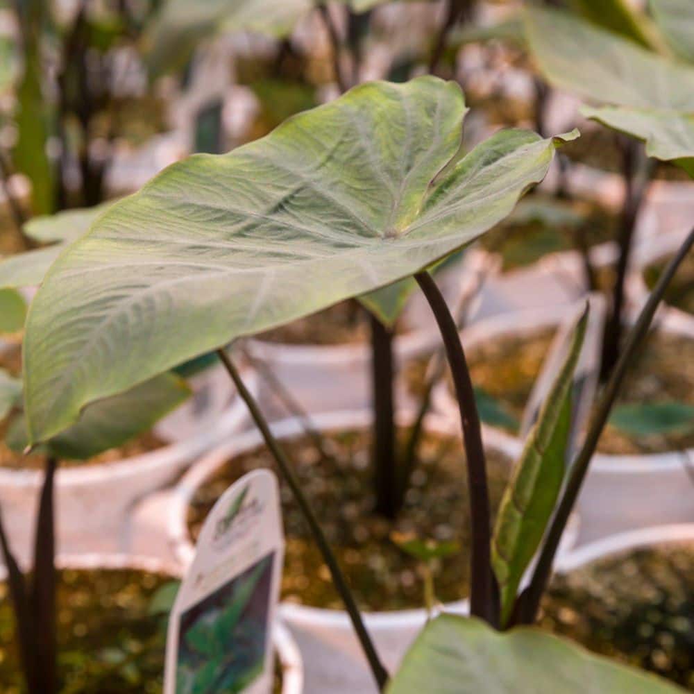 4.5 in. Qt. Coffee Cups Elephants Ear (Colocasia Esculenta) Live Annual Plant with Green and Brown Foliage - Hercitys