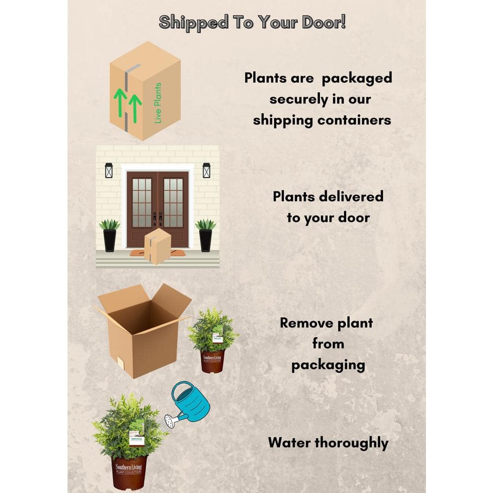 2 Gal. Lemon Lime Nandina Shrub with Lime Green Foliage - Hercitys