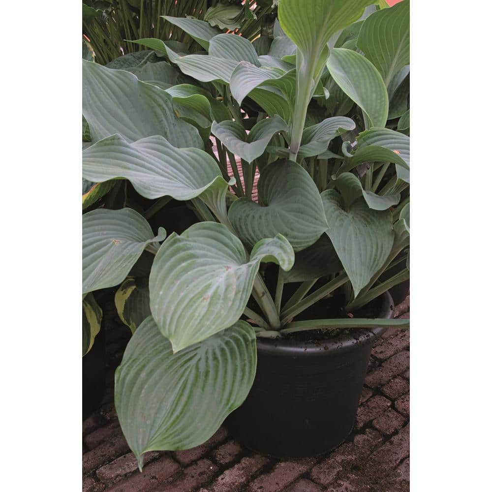1 Gal. Krossa Regal Hosta Live Flowering Shade Perennial Plant, Green-Blue Foliage - Hercitys