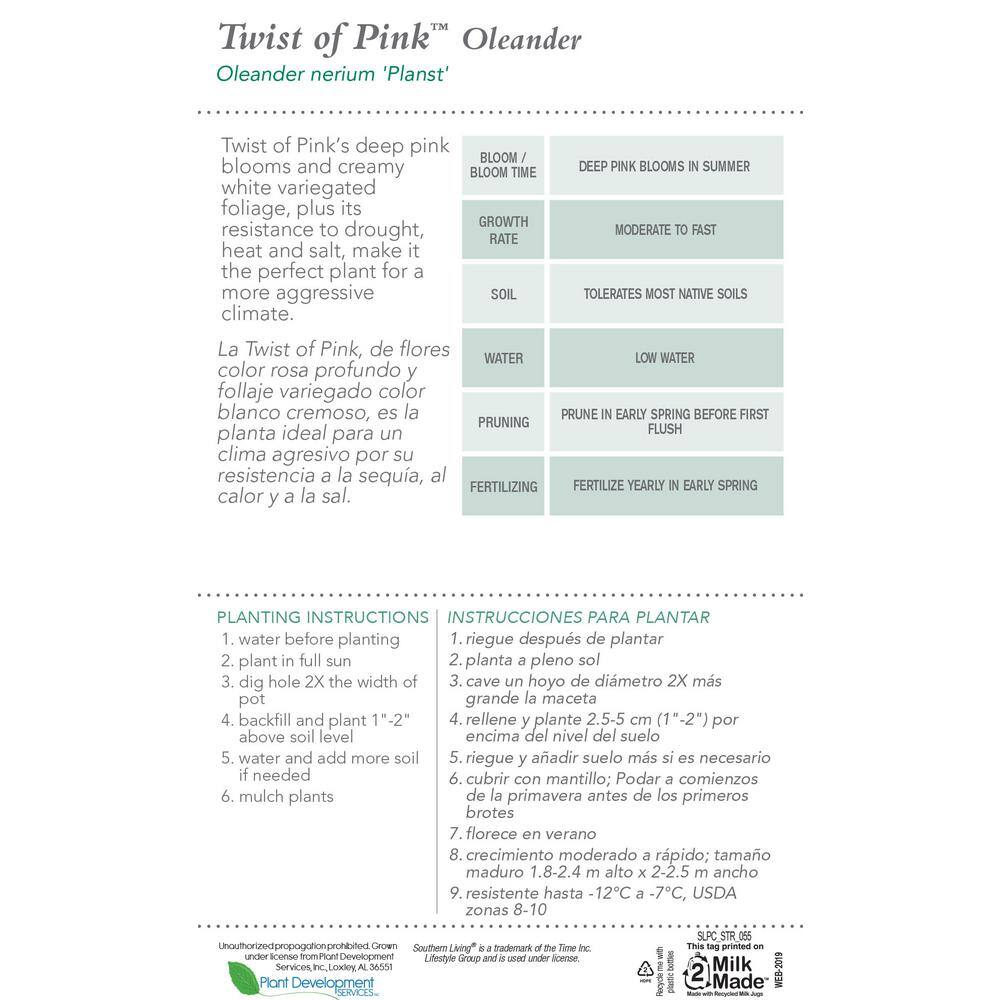 2 Gal. Twist of Pink Oleander, Evergreen Shrub, Green and White Variegated Foliage, Pink Blooms - Hercitys