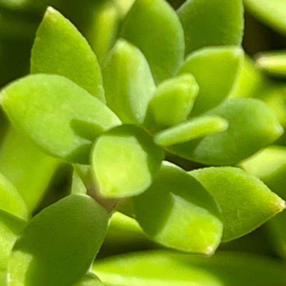 4 in. D x 3.5 in. H Non-Fragrant Gold Moss Stonecrop with Yellow Flowers (3-Pack) - Hercitys