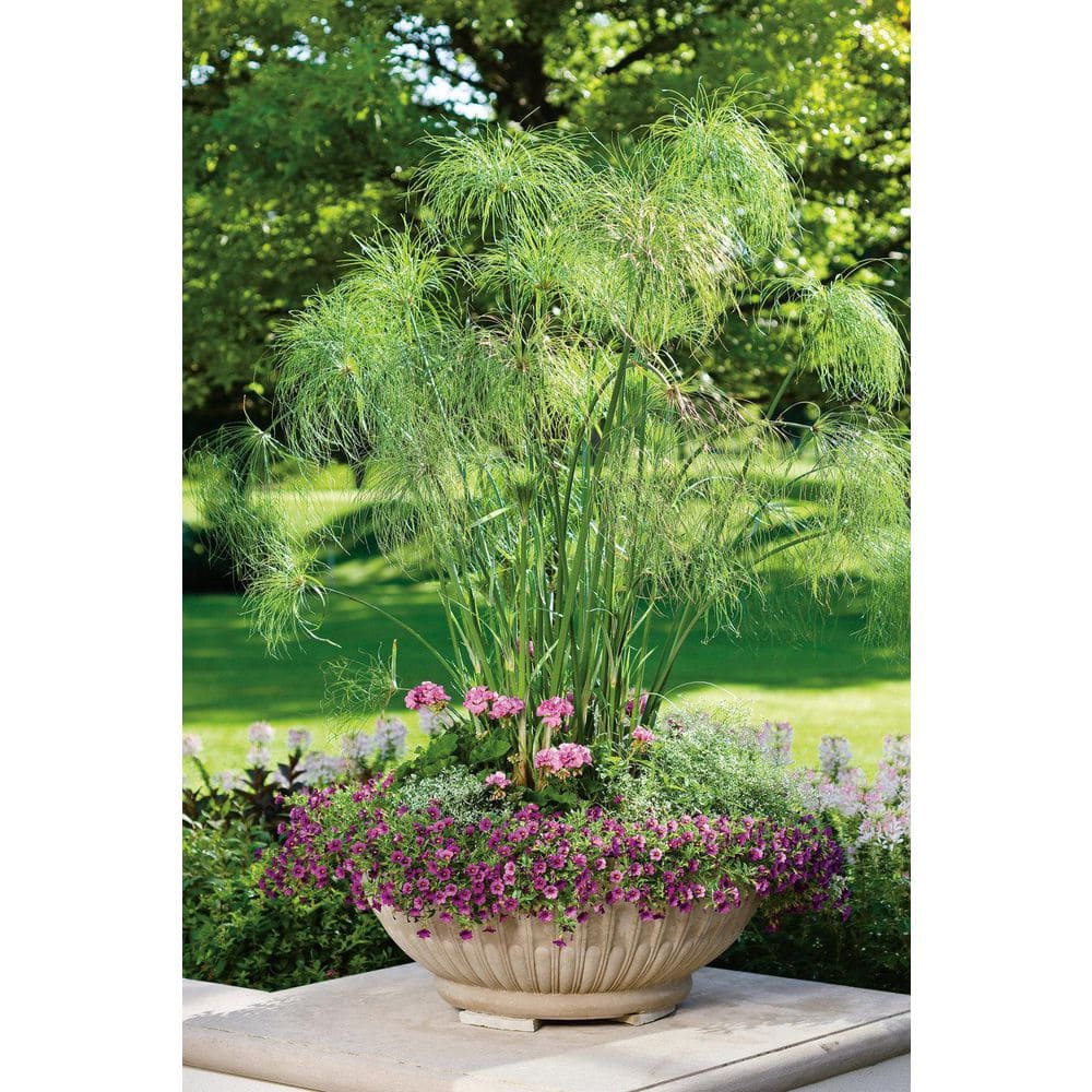 4.25 in. Eco+Grande Boldly Hot Pink Geranium (Pelargonium) Live Plant, Bright Pink Flowers (4-Pack) - Hercitys