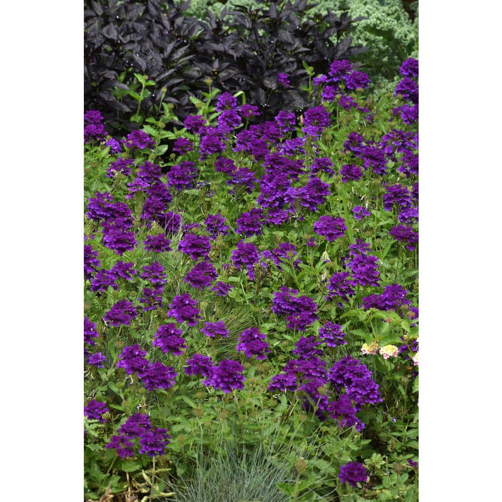 1.5 Gal. Verbina Plant Firehouse Purple Flower in 8.25 in. Grower’s Pot - Hercitys