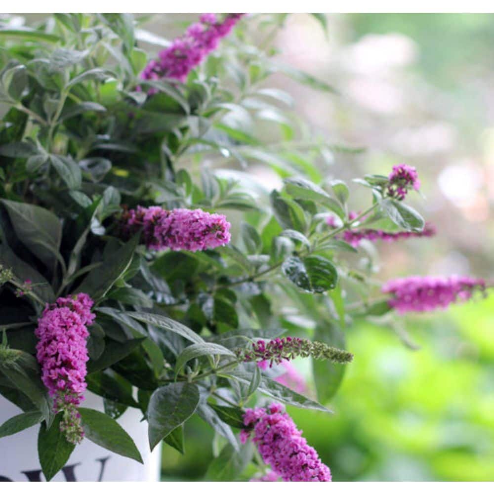 2 Gal. Lo & Behold Pink Micro Chip Butterfly Bush (Buddleia) Live Shrub with Pink Flowers - Hercitys