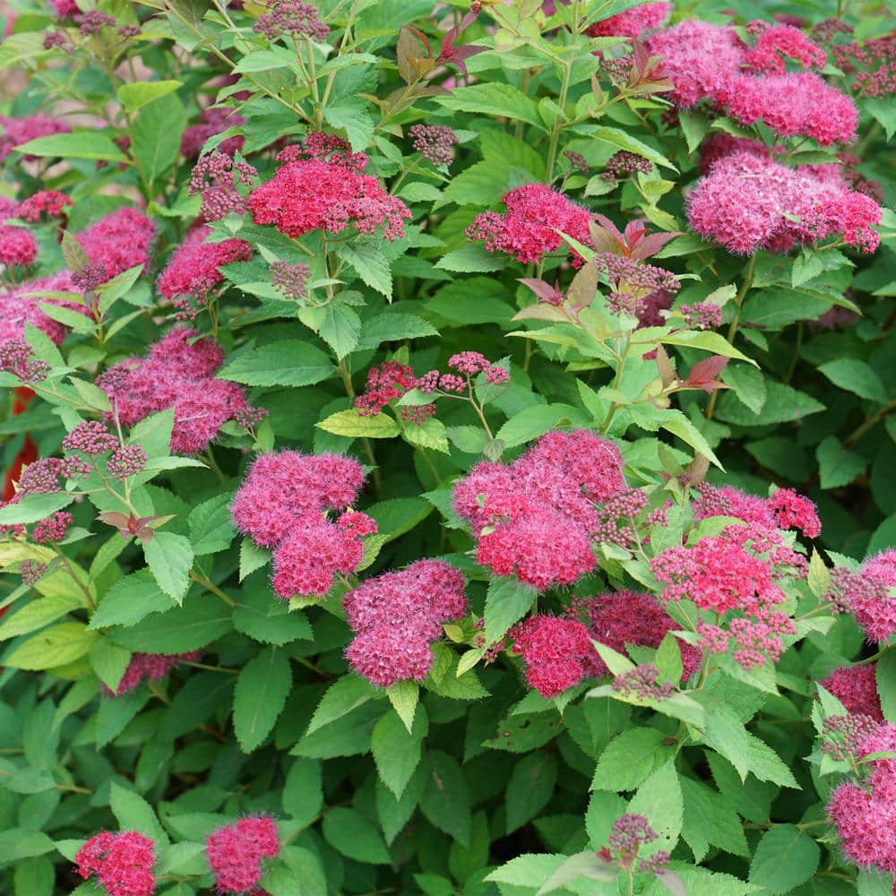 2 Gal. Double Play Doozie (Spirea) Live Shrub with Pink Flowers - Hercitys