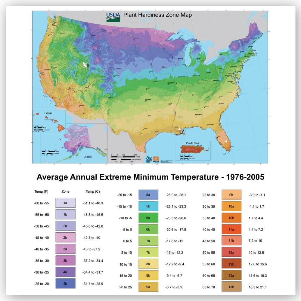 1G Single Aloe Vera in Nursery Pot - Hercitys