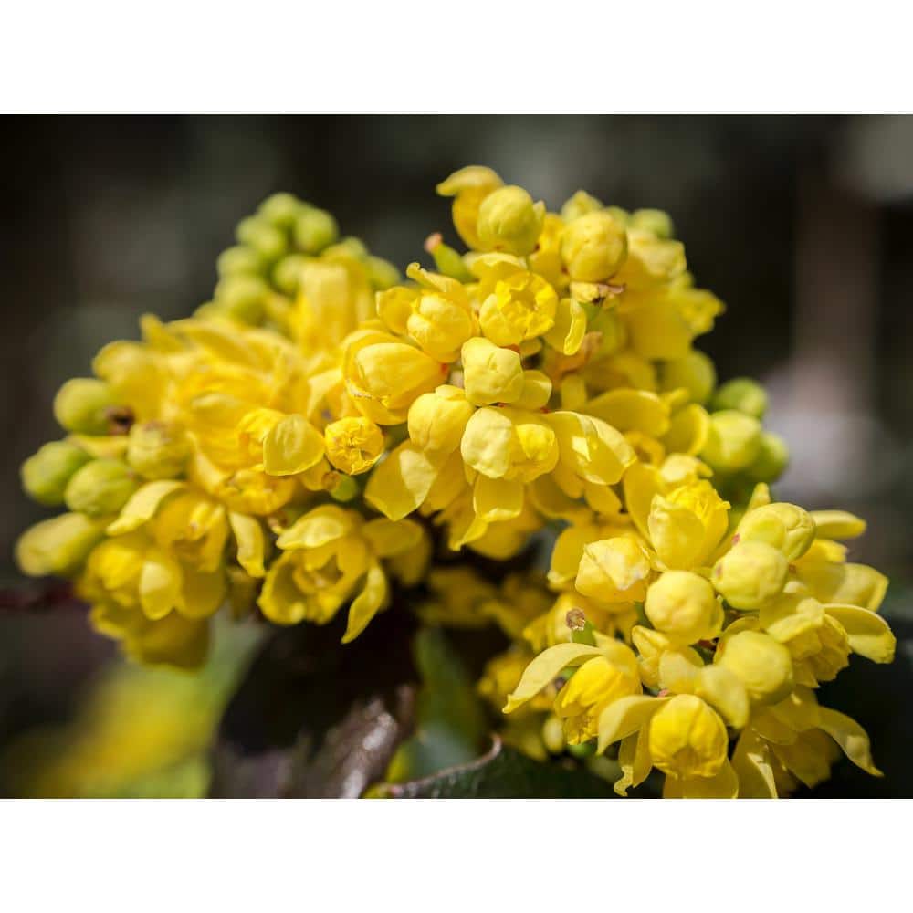 1 Gal. Dwarf Golden Barberry Shrub with Exceptionally Bright Yellow Foliage - Hercitys