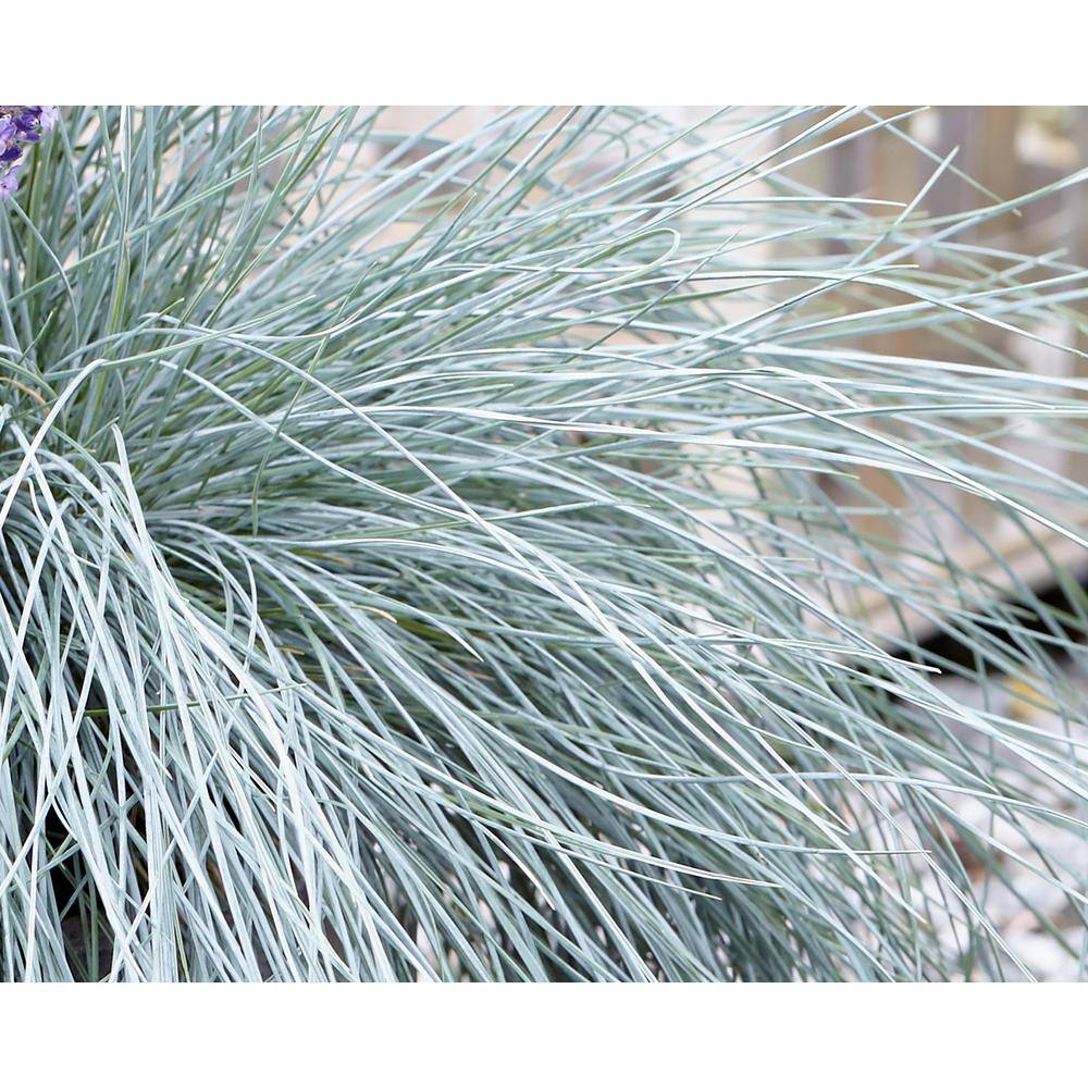 1.0 qt. Blue Grass Festuca Boulder Perennial (4-Pack) - Hercitys