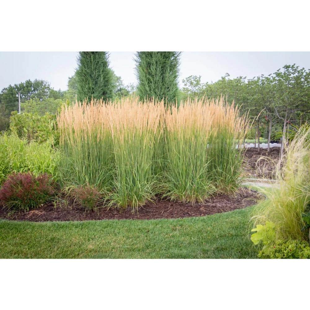 5 Gal. Karl Foerster Feather Reed Grass - Hercitys