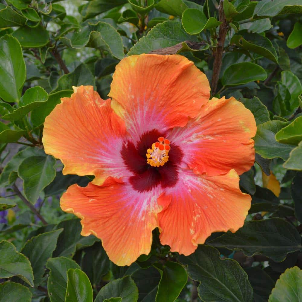 2 gal. Hibiscus Fiesta Braided Annual Tree Plant with Multicolor Flowers - Hercitys