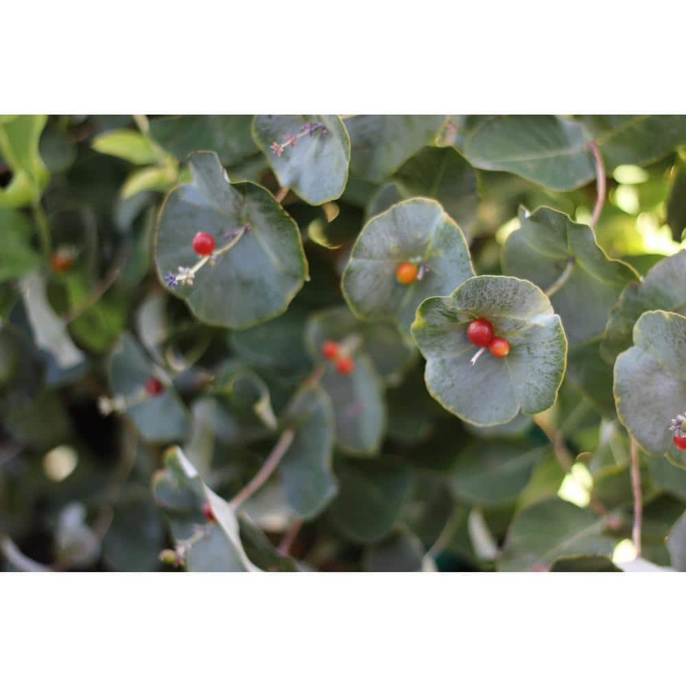 4.5 in. Quartz Kintzley’s Ghost Honeysuckle (Lonicera Reticulata) Live Flowering Shrub with Yellow and White Flowers - Hercitys