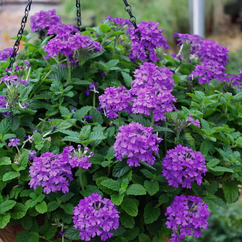2.5 Qt. EnduraScape Dark Purple Verbena Plant with Purple Blooms - Hercitys