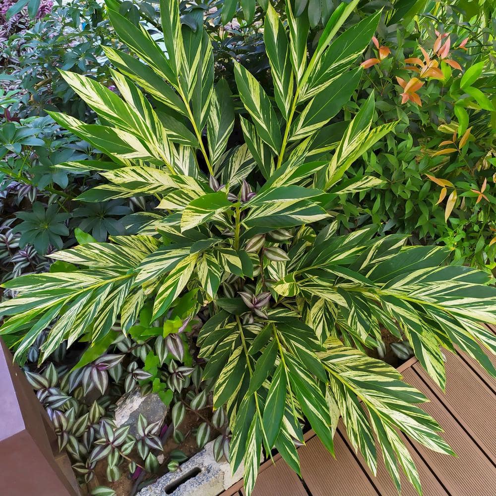 3.5 in. Alpinia Variegated Ginger Perennial Plant with Yellow Flowers (3-Pack) - Hercitys