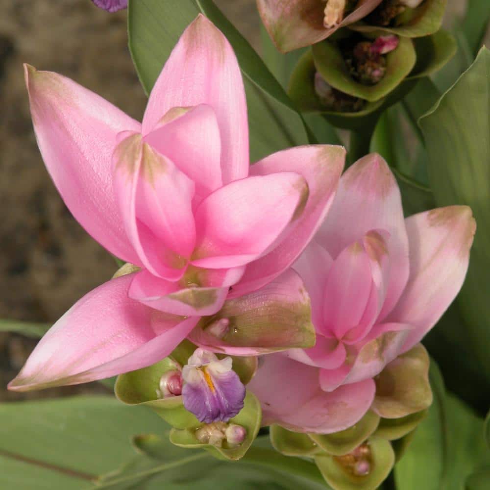 2.5 Qt. Curcuma Pink Bloom Plant - Hercitys