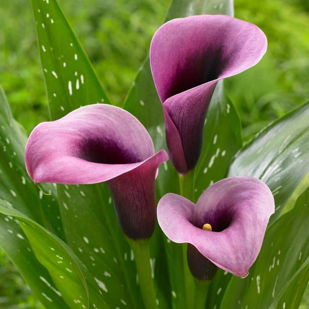 14 cm/16 cm, Purple Accent Calla Lily Flower Bulbs (Bag of 5) - Hercitys