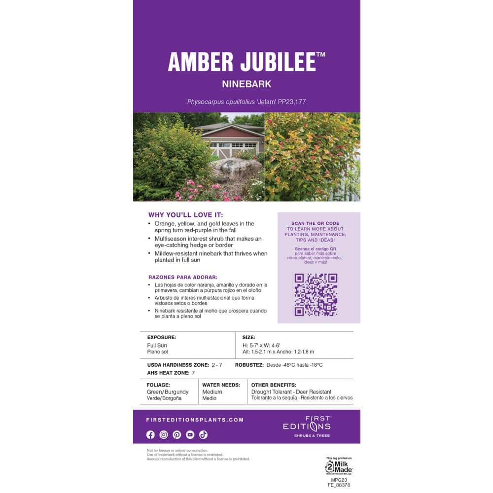 2 Gal. Amber Jubilee Ninebark (Physocarpus) Live Shrub with White Flowers - Hercitys