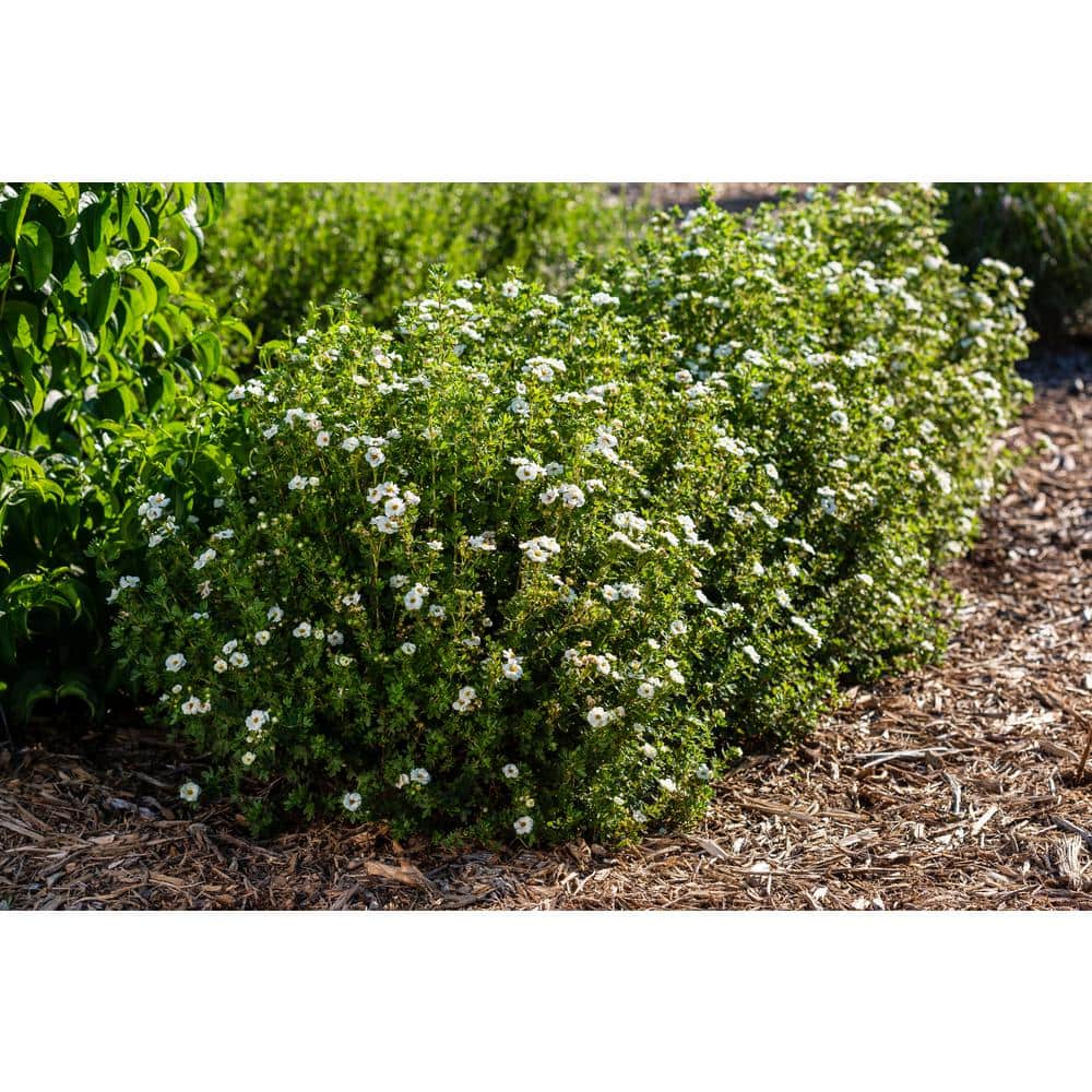 2 Gal. Creme Brulee Potentilla Live Shrub with White Flowers - Hercitys