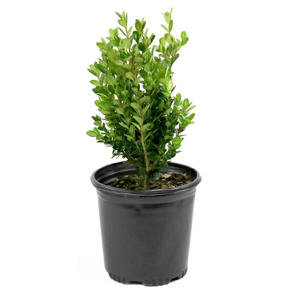 1 gal. Boxwood Wintergreen Shrub - Hercitys