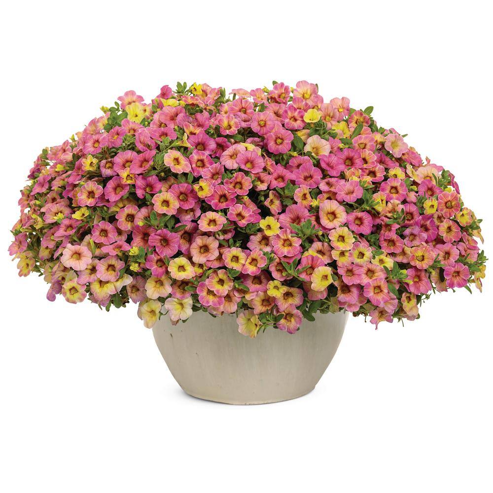 4.25 in. Eco+Grande, Superbells Prism Pink Lemonade (Calibrachoa Hybrid), Live Plant, Pink Flowers (4-Pack) - Hercitys
