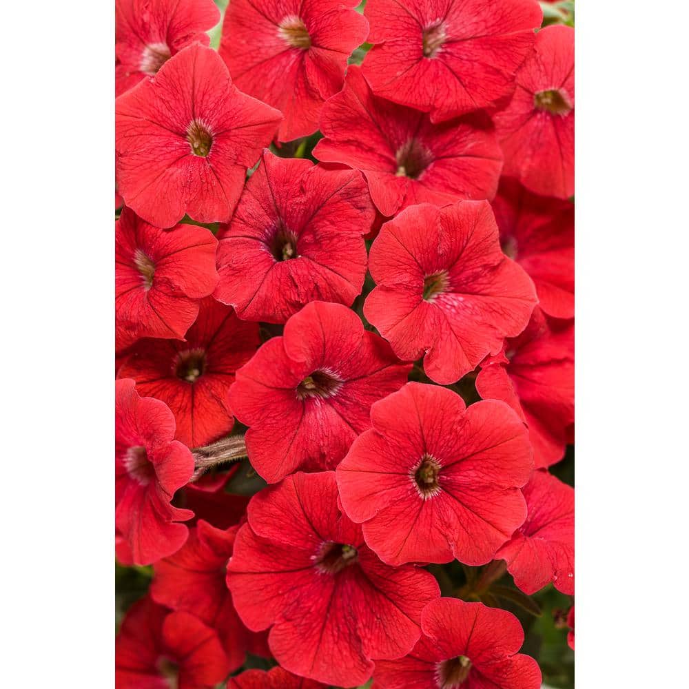 4.25 in. Really Red Supertunia (Petunia) Live Annual Plant (4-Pack) - Hercitys