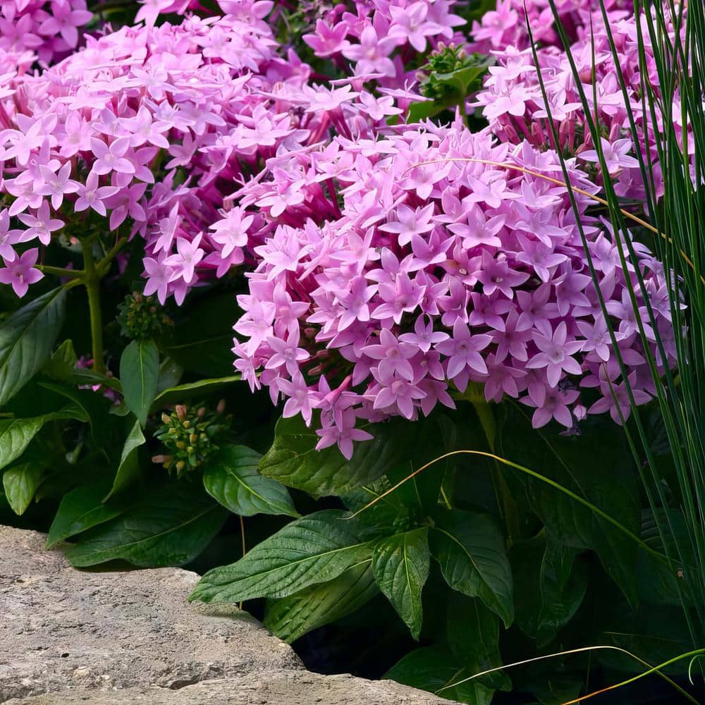 4 in. Star Bright Mix Pink-Red-Lavender Pentas Plant (4-Piece) - Hercitys