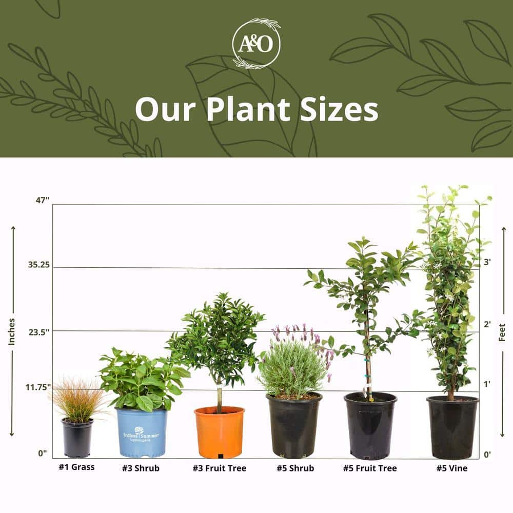 #5 container Creeping Rosemary Plant - Hercitys