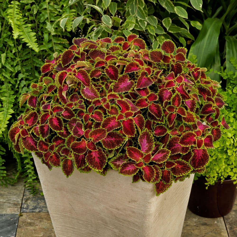 3.25 in. Coleus Party Time Pink Berry Annual Plant (3-Pack) - Hercitys
