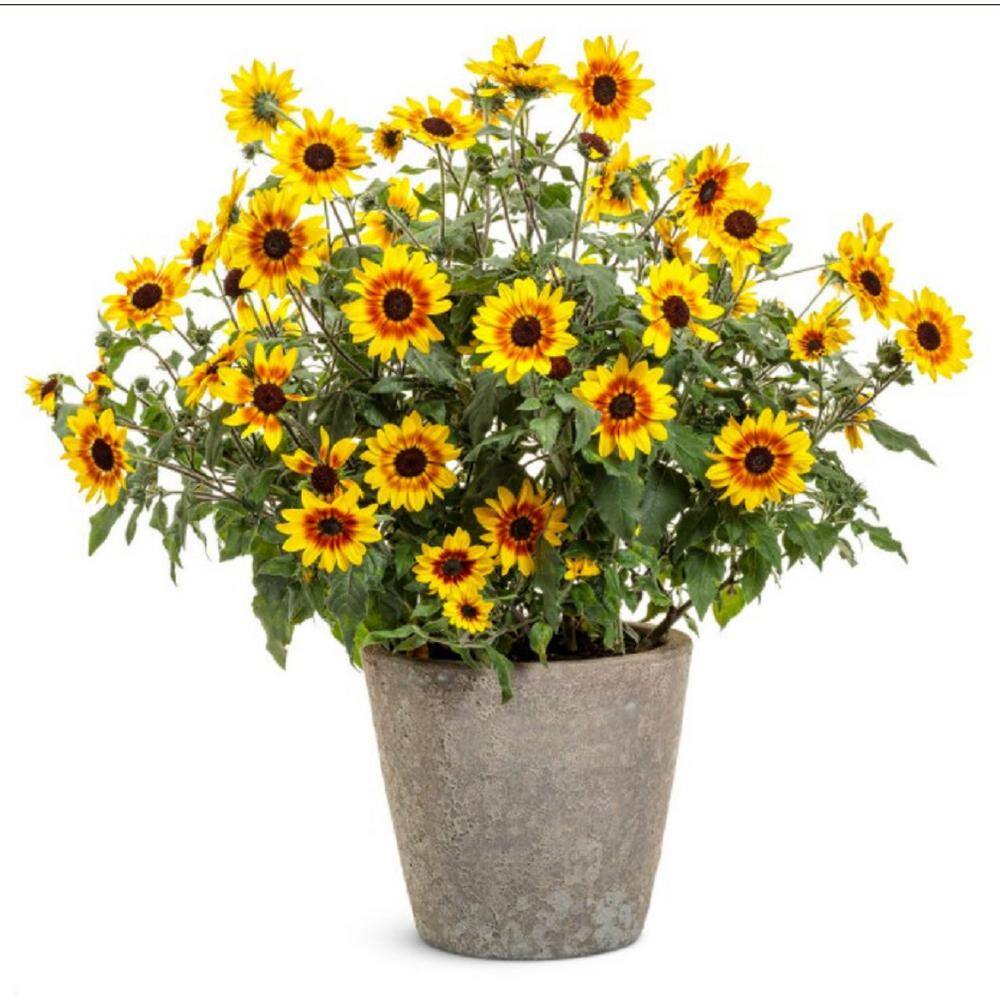 4.25 in. Eco+Grande Suncredible Saturn Sunflower (Helianthus) Live Plant, Yellow Flowers (4-Pack) - Hercitys
