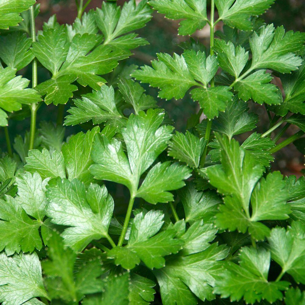 3.3 in. Parsley Culinary Kitchen Herb Seed Grow Kit - Hercitys
