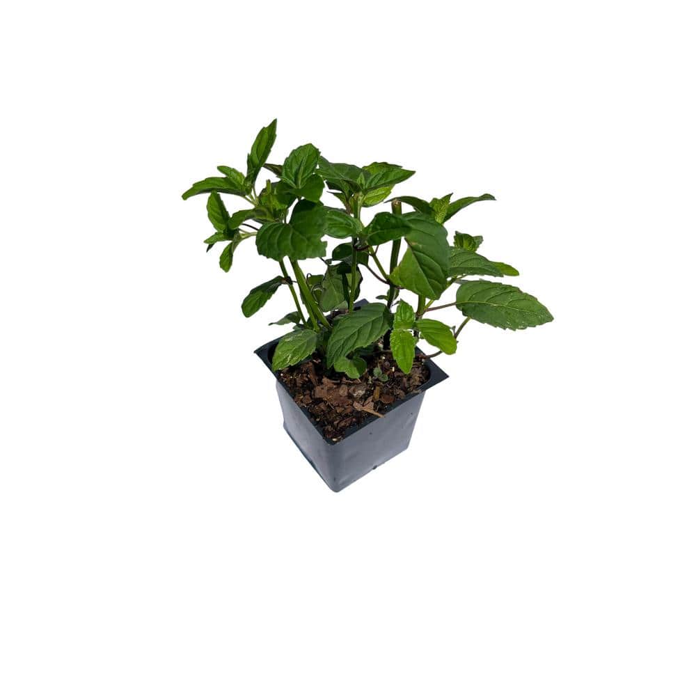 3 Bee Balm Bee True Plants in 3 Separate 4 in. Pots - Hercitys