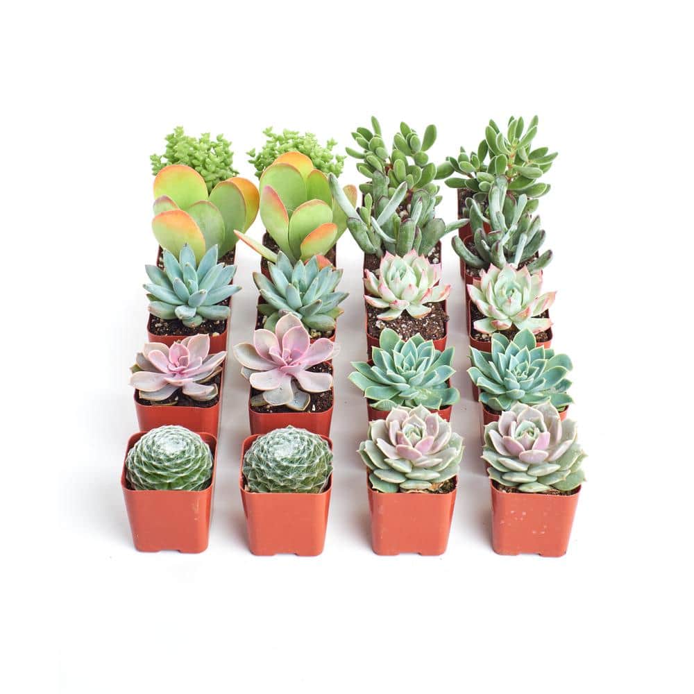2 in. Premium Pastel Succulent (Collection of 20) - Hercitys