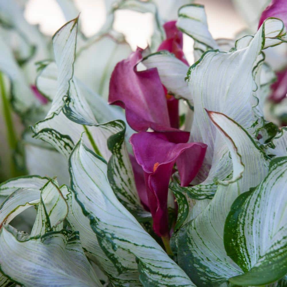 1 gal. Calla Lily Frozen Queen Perennial Plant with White Flowers - Hercitys
