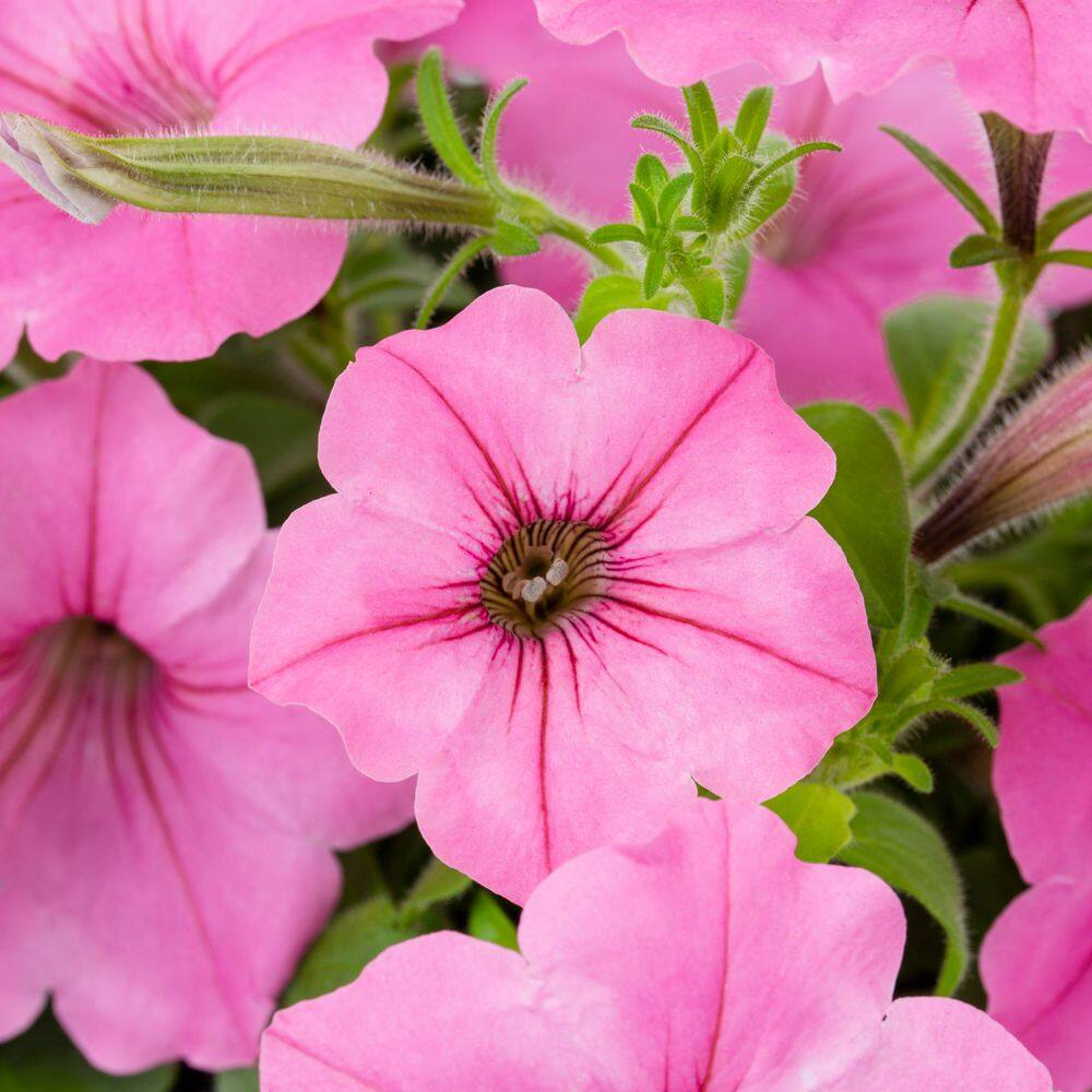 2 qt. Petunia Supertunia Vista Bubblegum Pink Annual Plant (3-Pack) - Hercitys