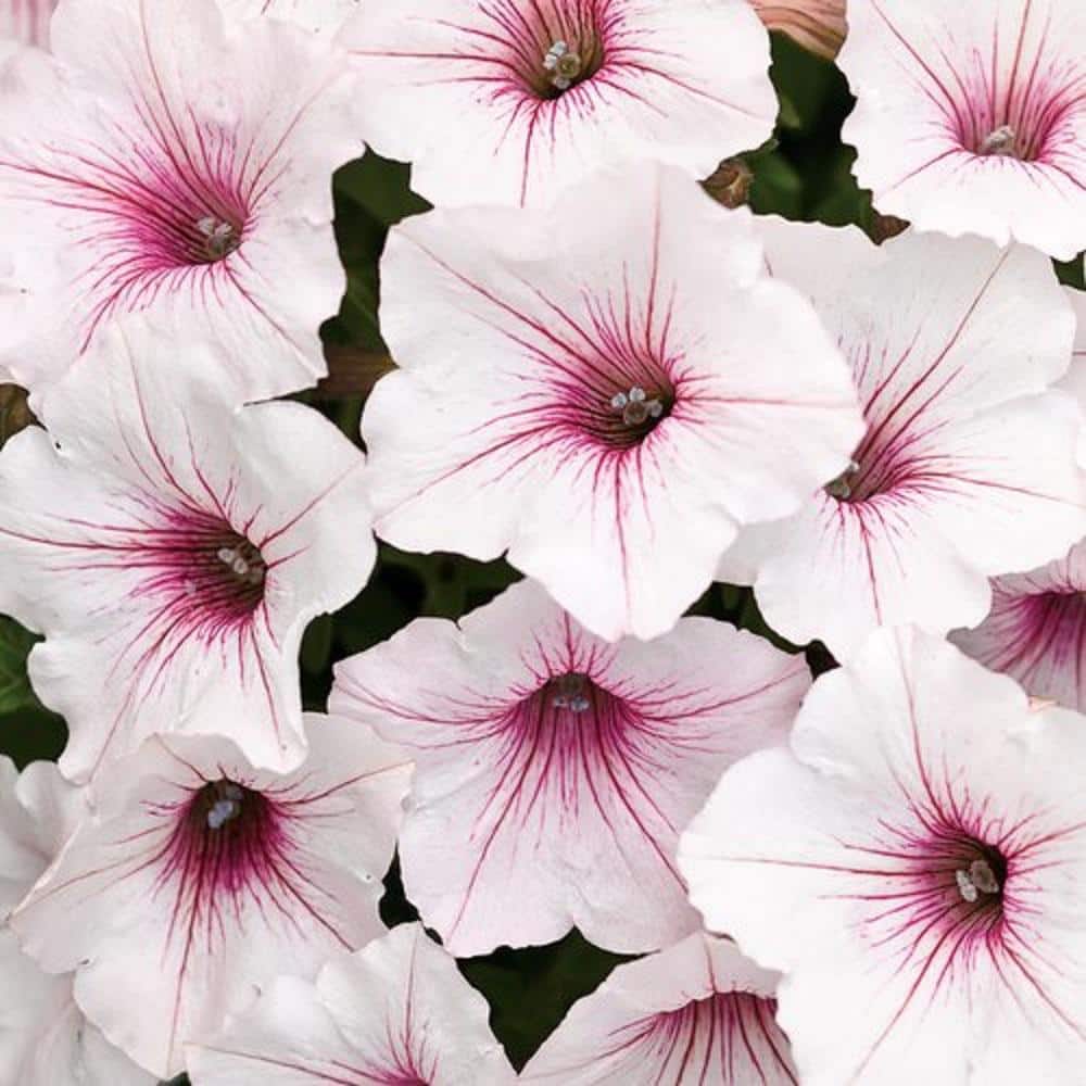 4.25 in. Grande Supertunia Vista Silverberry (Petunia) Live Plants, White & Pink Flowers white w/lavender vein (4-Pack) - Hercitys