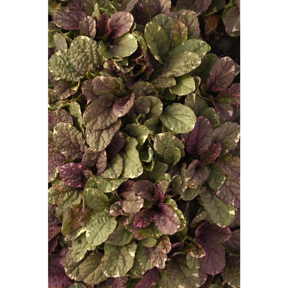 1 Gal. Burgundy Glow Ajuga (Ajuga Reptans) Live Flowering Part Sun Perennial Plant - Hercitys