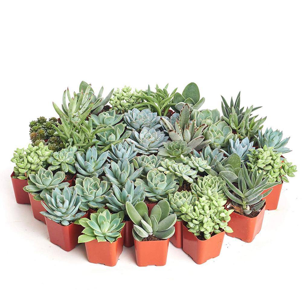 2 in. Blue/Green Collection Succulent (Collection of 100) - Hercitys