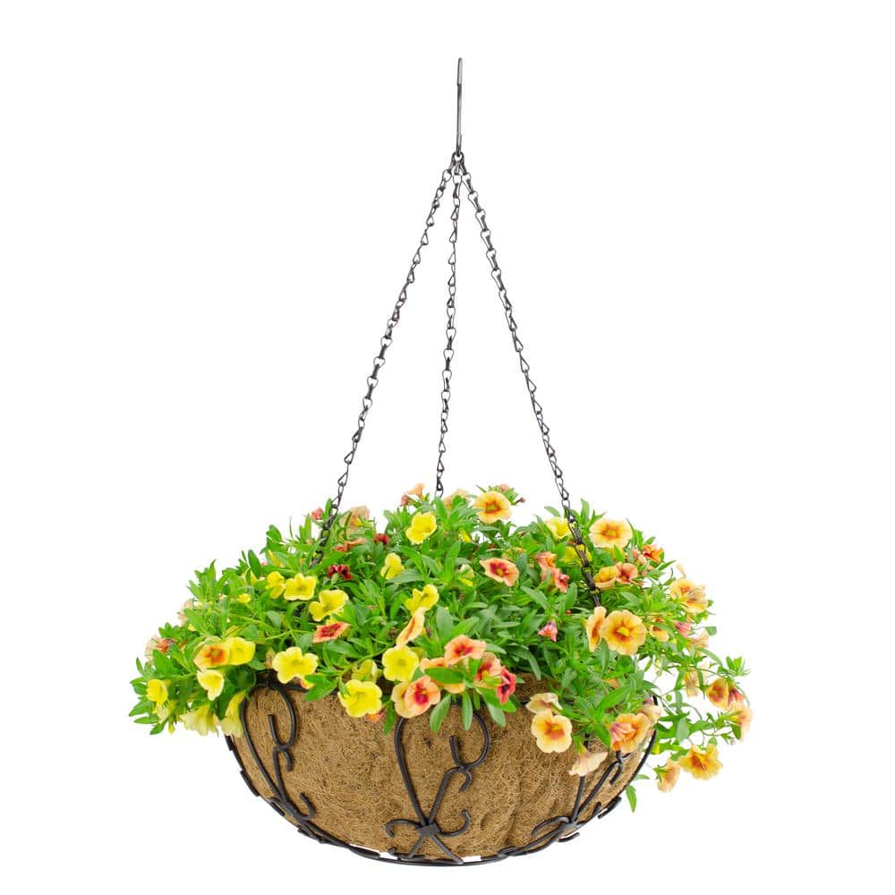 14 in. Painted Steel Filigree Hanging Basket with Coco Liner - Hercitys