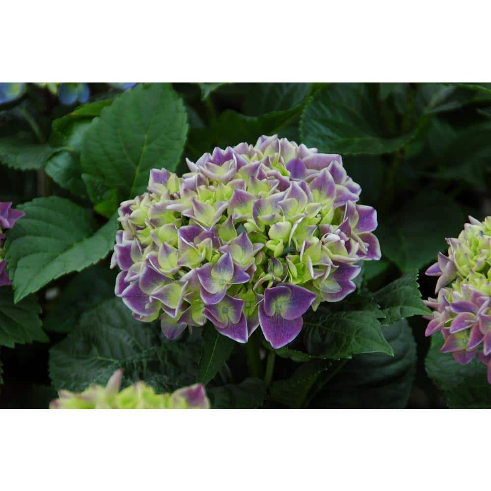 2 Gal. Hydrangea Violet Crown Shrub with Purple Flowers - Hercitys
