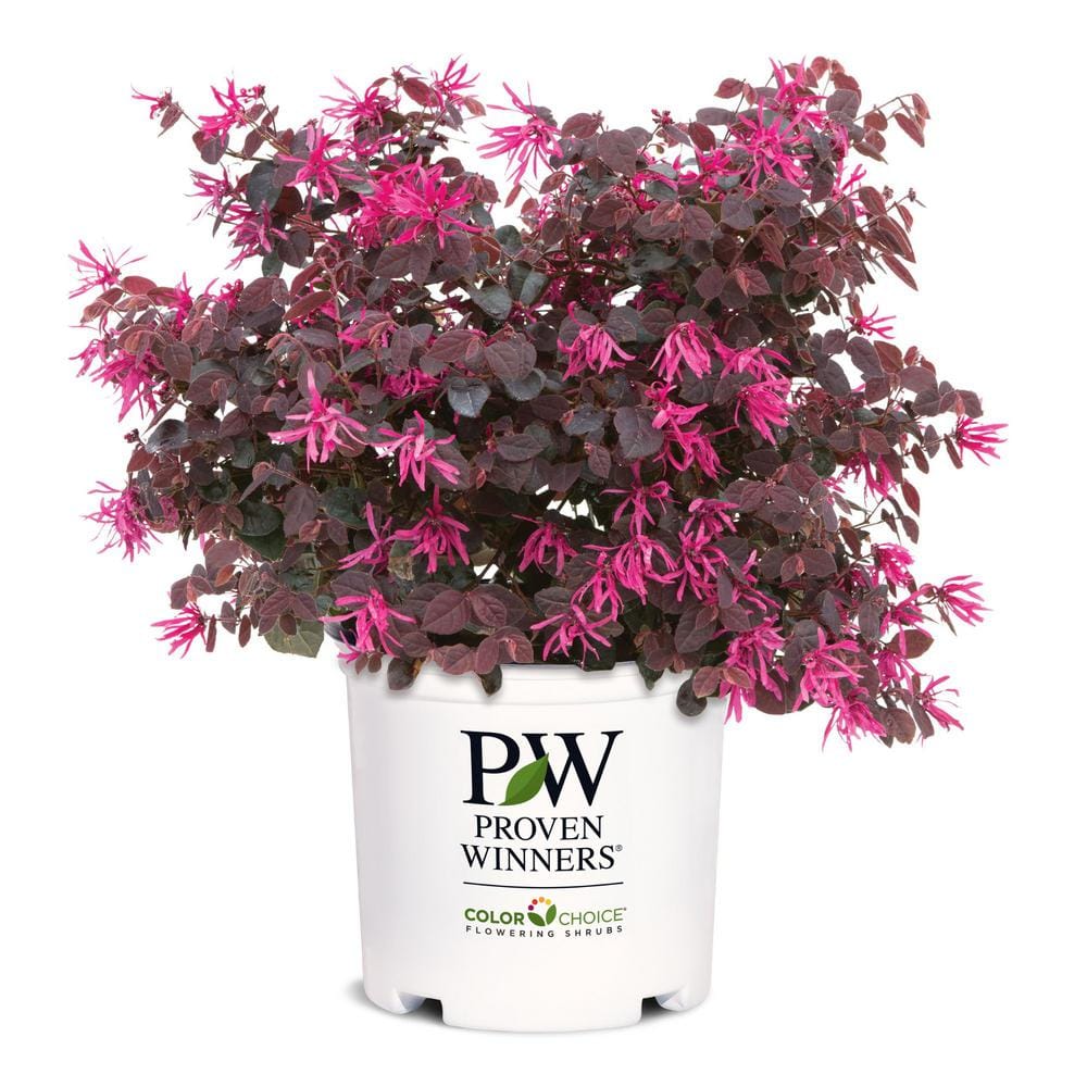 2 Gal. Jazz Hands Pink Loropetalum Shrub with Cool Purple Foliage - Hercitys