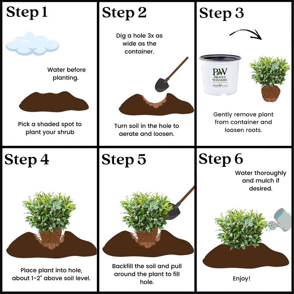 2 Gal. Sweet and Low Sweet Box Shrub - Hercitys